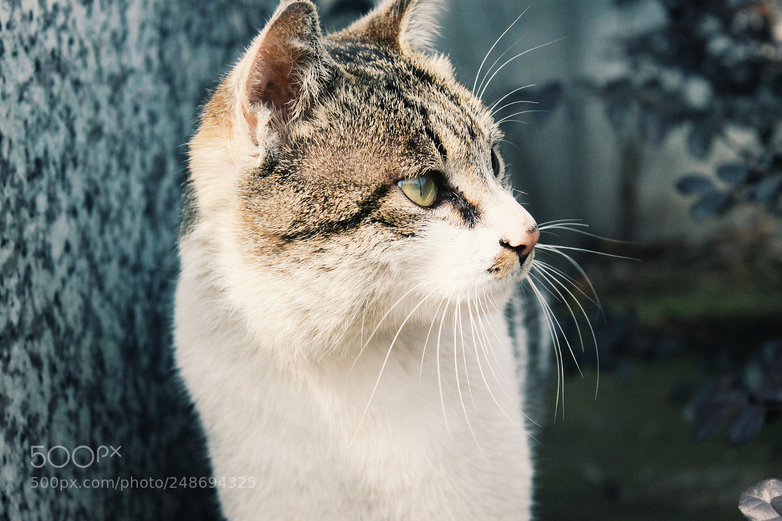 Canon EOS 500D (EOS Rebel T1i / EOS Kiss X3) sample photo. Cat photography