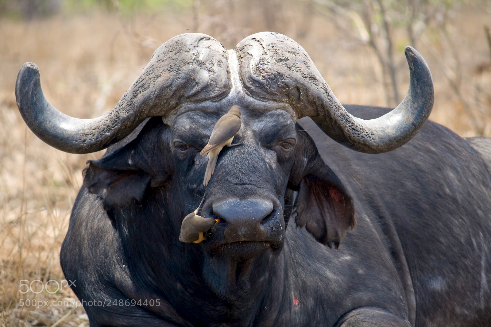 Canon EOS 400D (EOS Digital Rebel XTi / EOS Kiss Digital X) sample photo. African buffalo photography