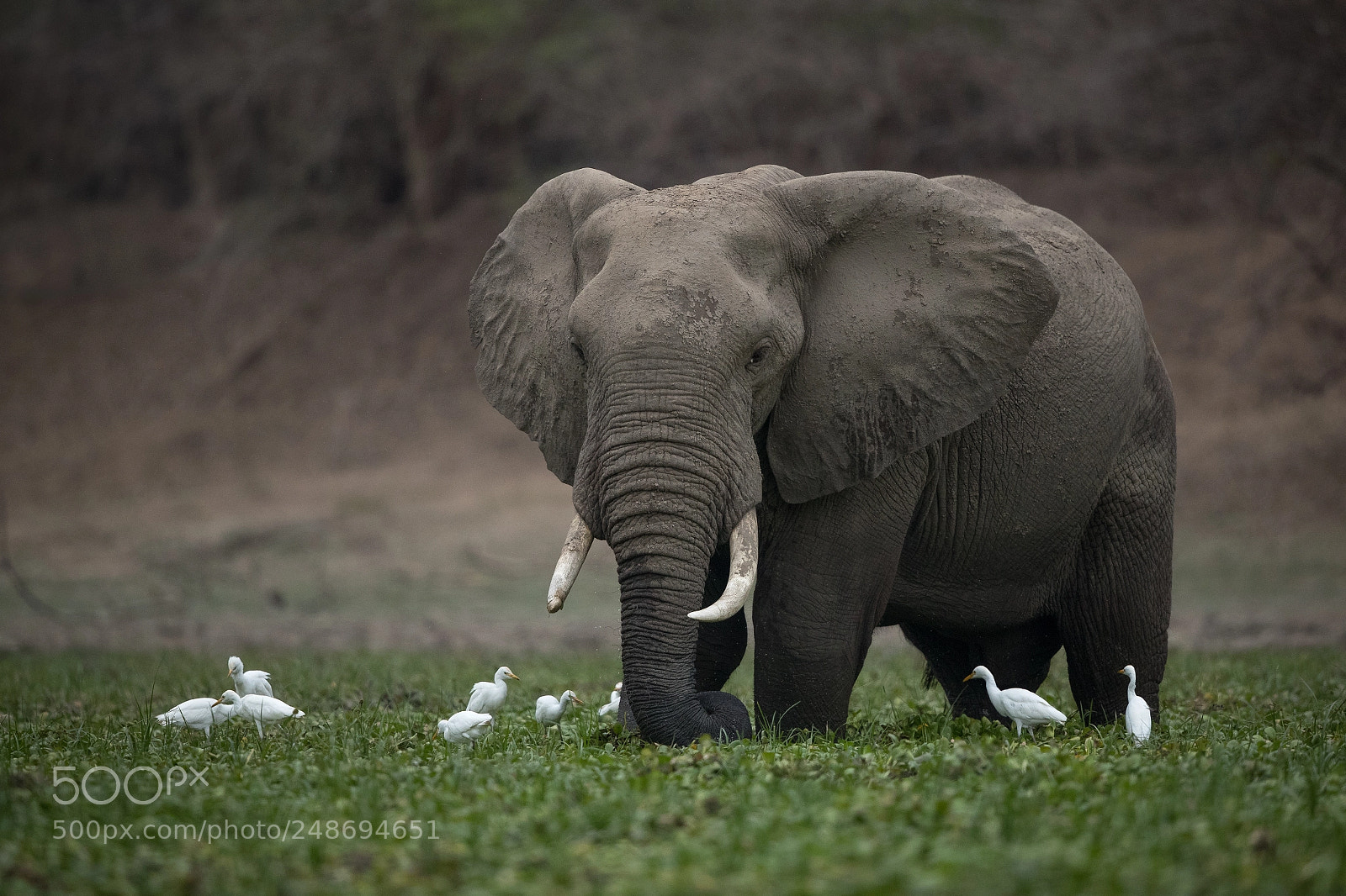 Canon EOS-1D X Mark II sample photo. Elephant and egrets. photography