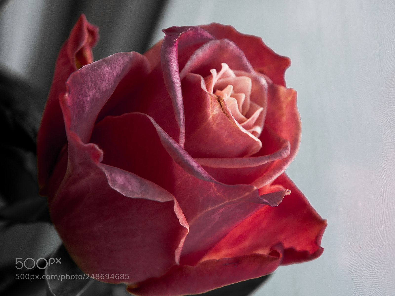 Olympus OM-D E-M5 sample photo. Rose is red photography