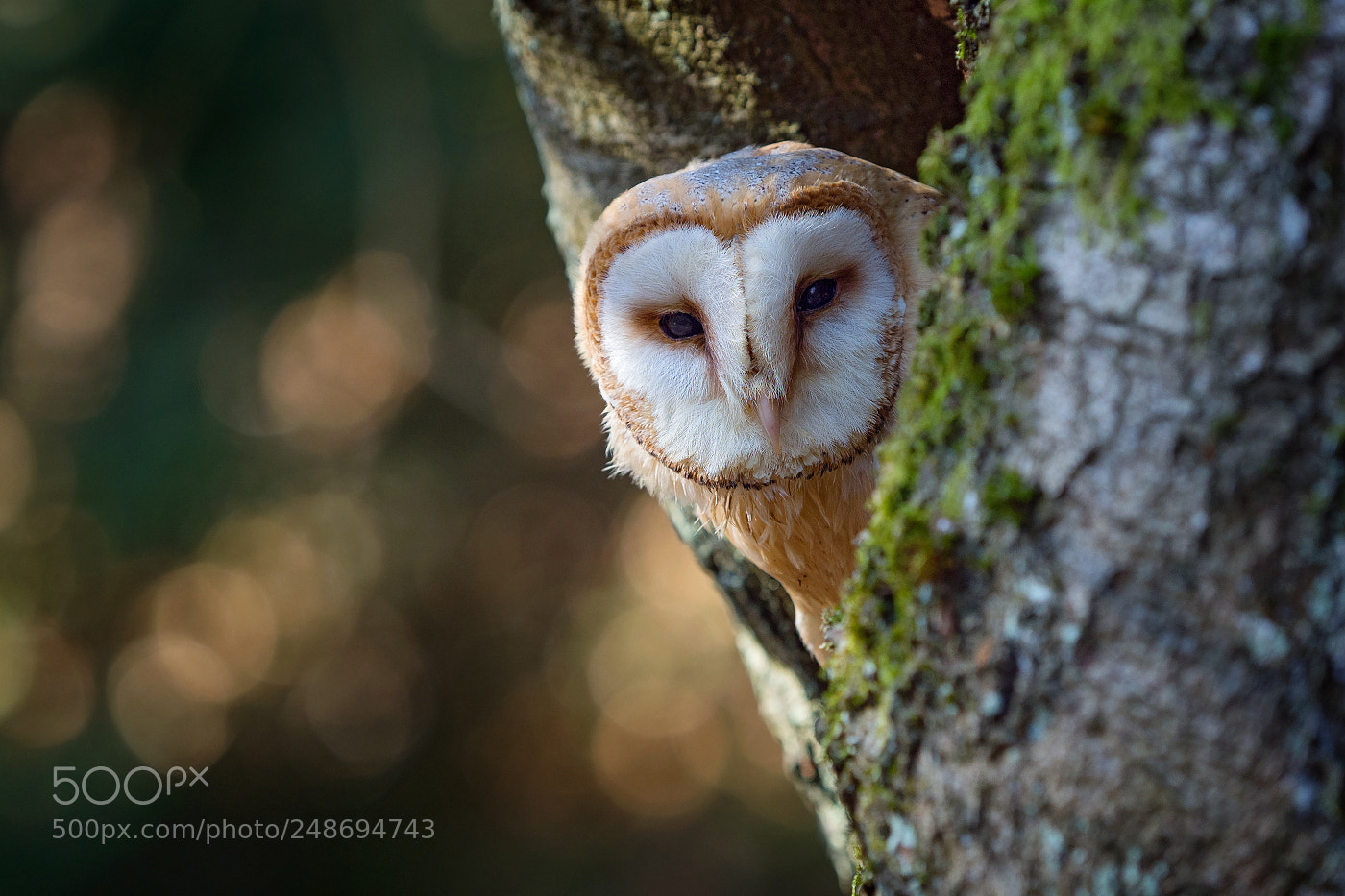 Olympus OM-D E-M1 Mark II sample photo. Barn owl (tyto alba) photography