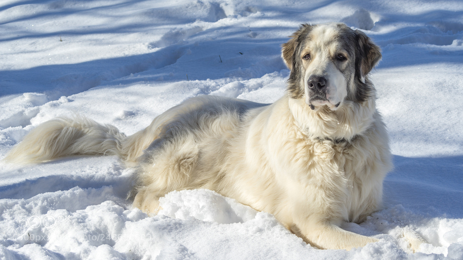 Sony a7R sample photo. Papou, the big friendly photography