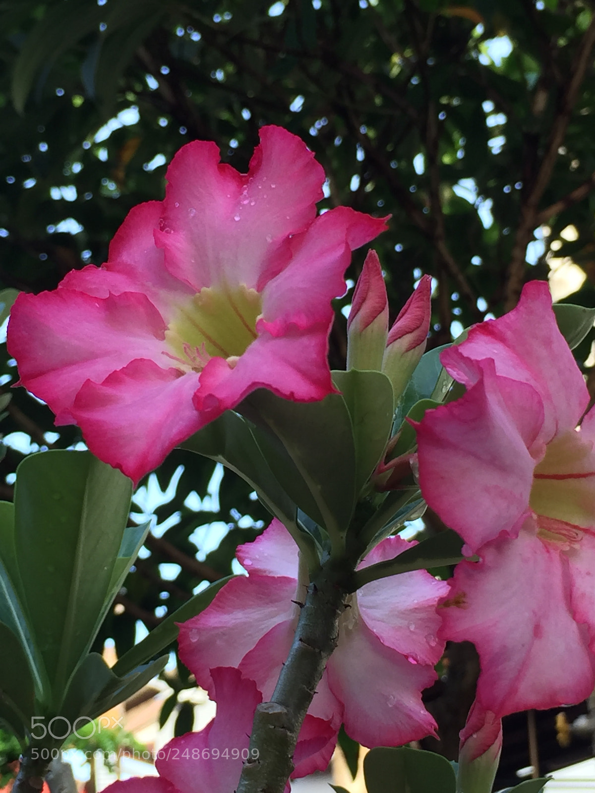 Apple iPhone 6 sample photo. Untitled photography