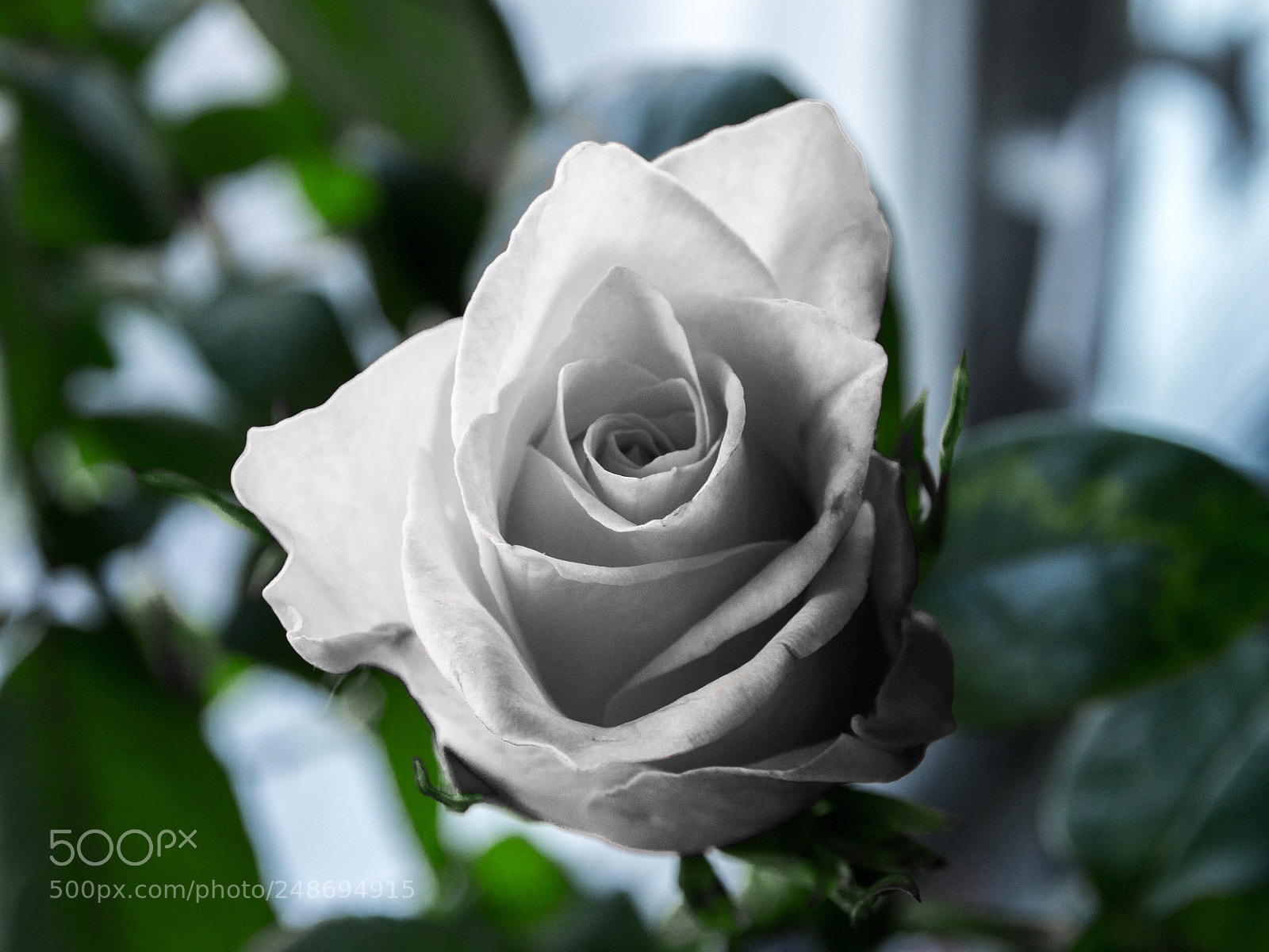 Olympus OM-D E-M5 sample photo. Rose photography