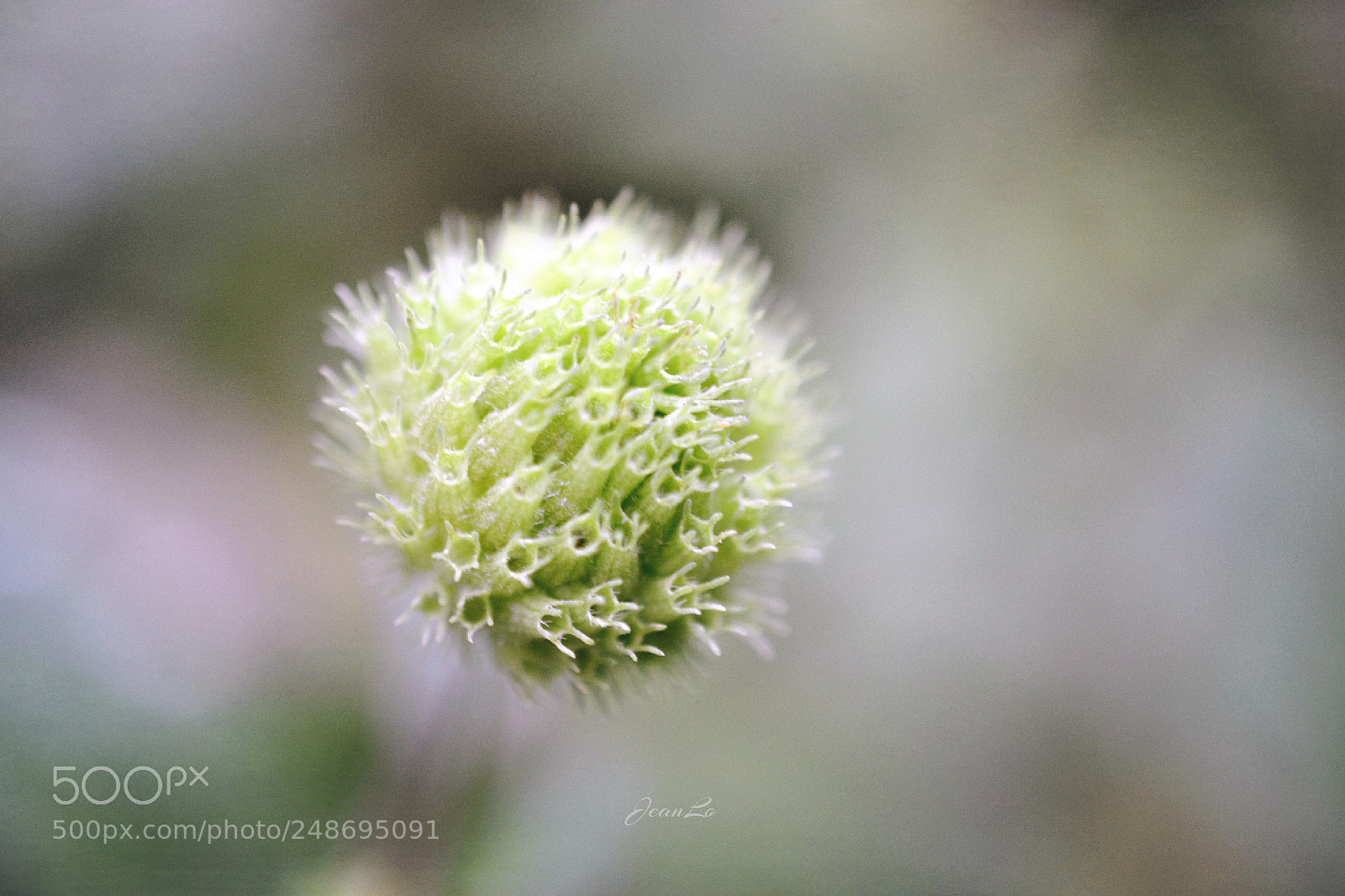 Nikon D3100 sample photo. Crazy petal photography