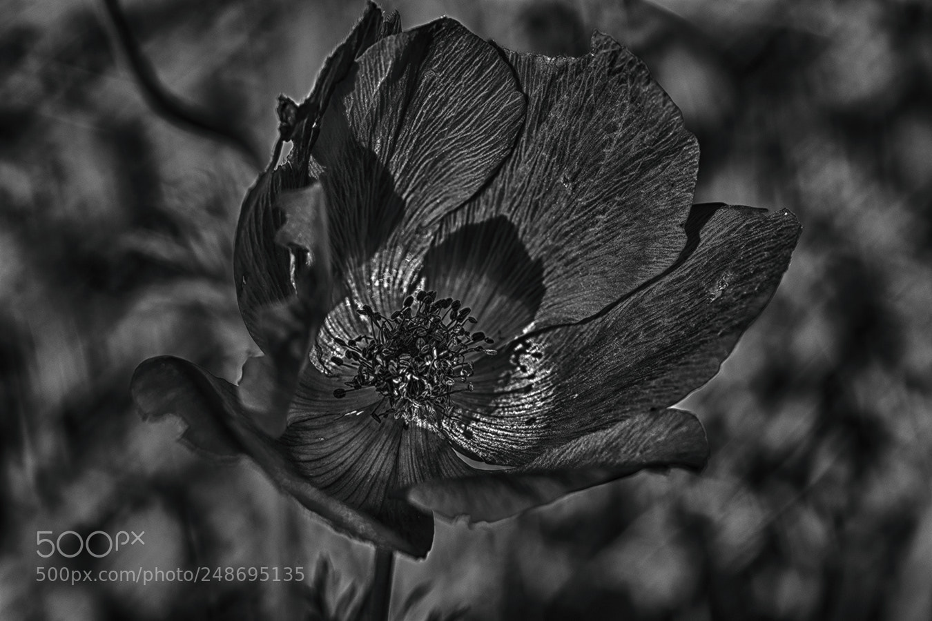 Fujifilm X-Pro1 sample photo. Bw photography