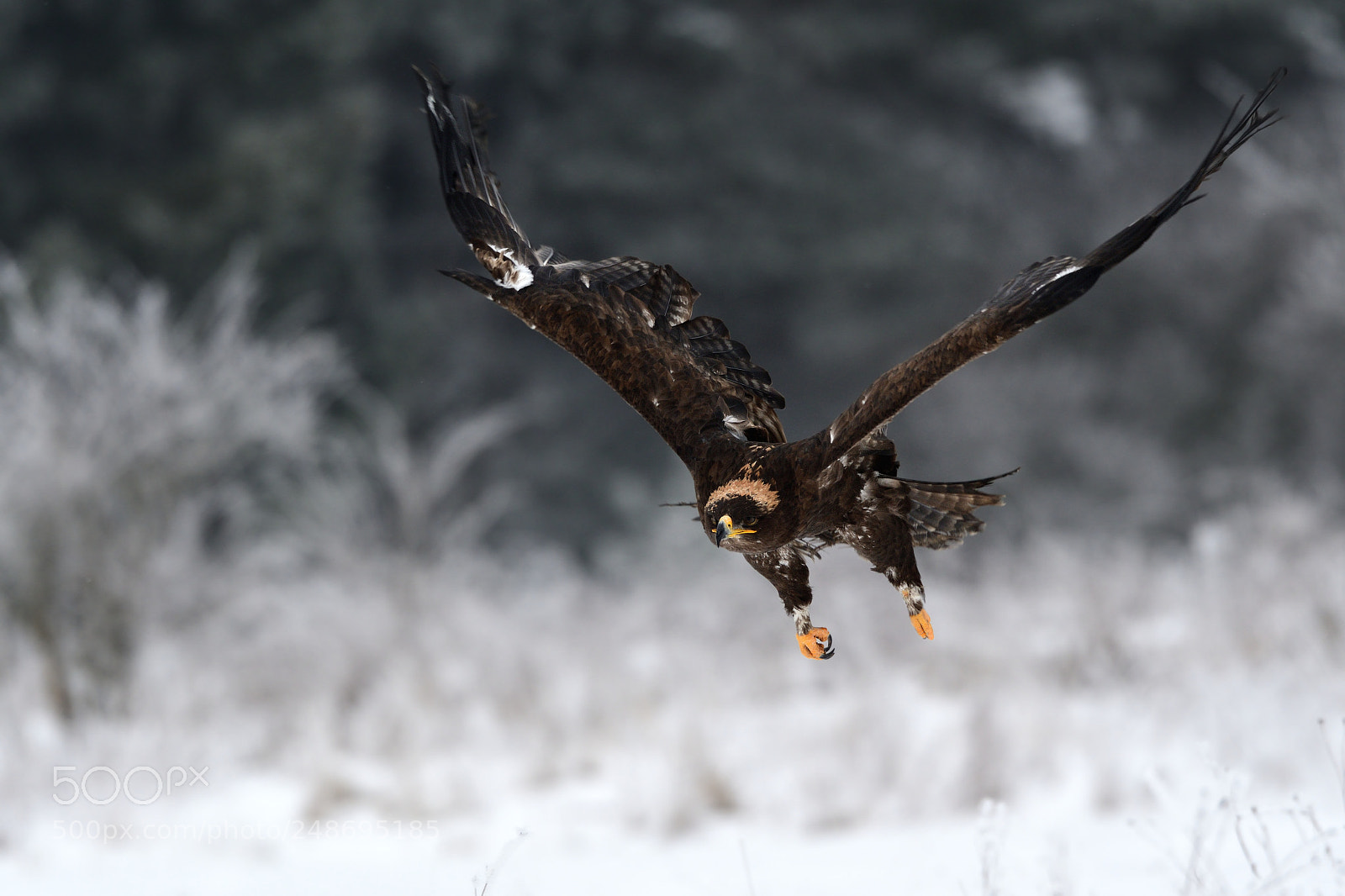 Nikon D500 sample photo. Steppe eagle photography