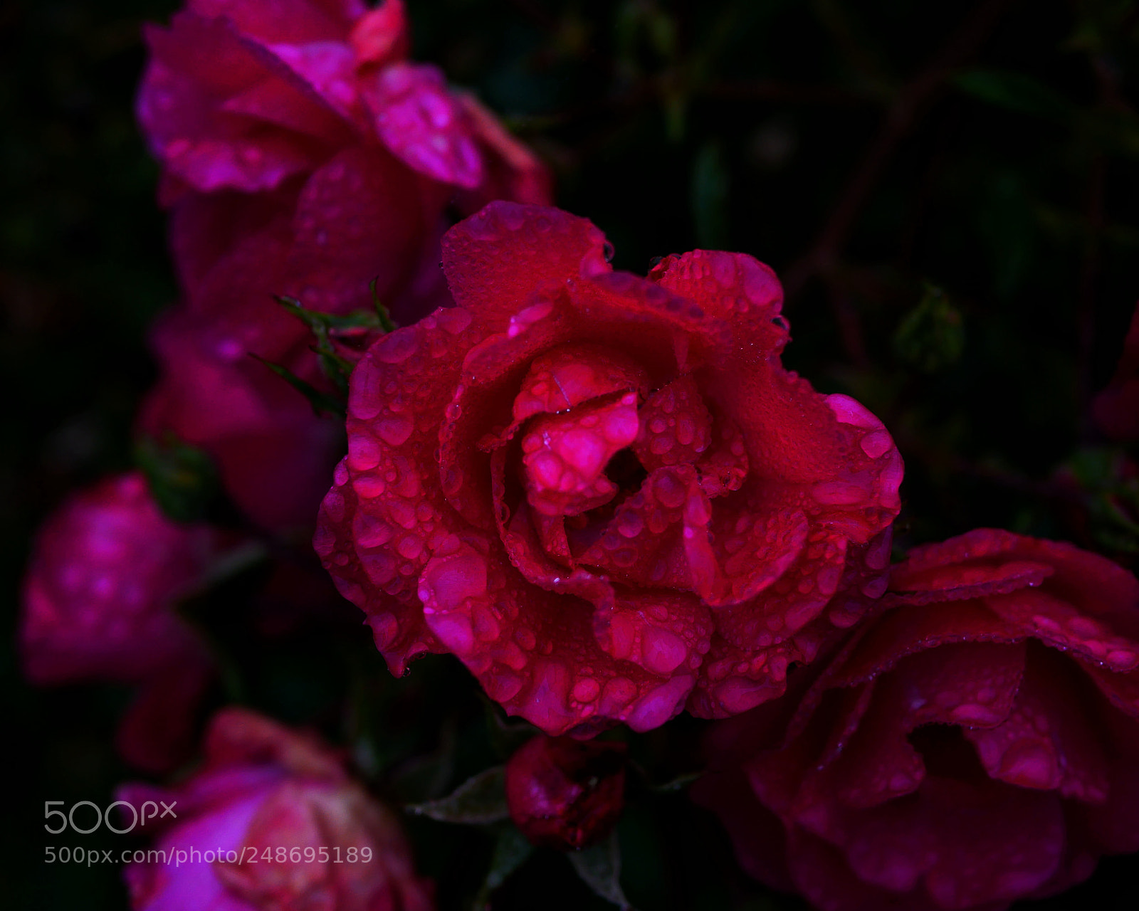 Panasonic Lumix DMC-GX85 (Lumix DMC-GX80 / Lumix DMC-GX7 Mark II) sample photo. Rosée rose photography
