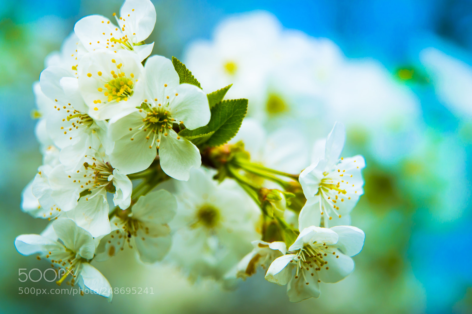 Nikon D3200 sample photo. Cherry blossoms photography