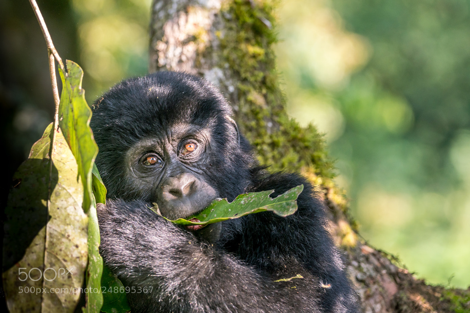 Sony a99 II sample photo. Gorillas photography