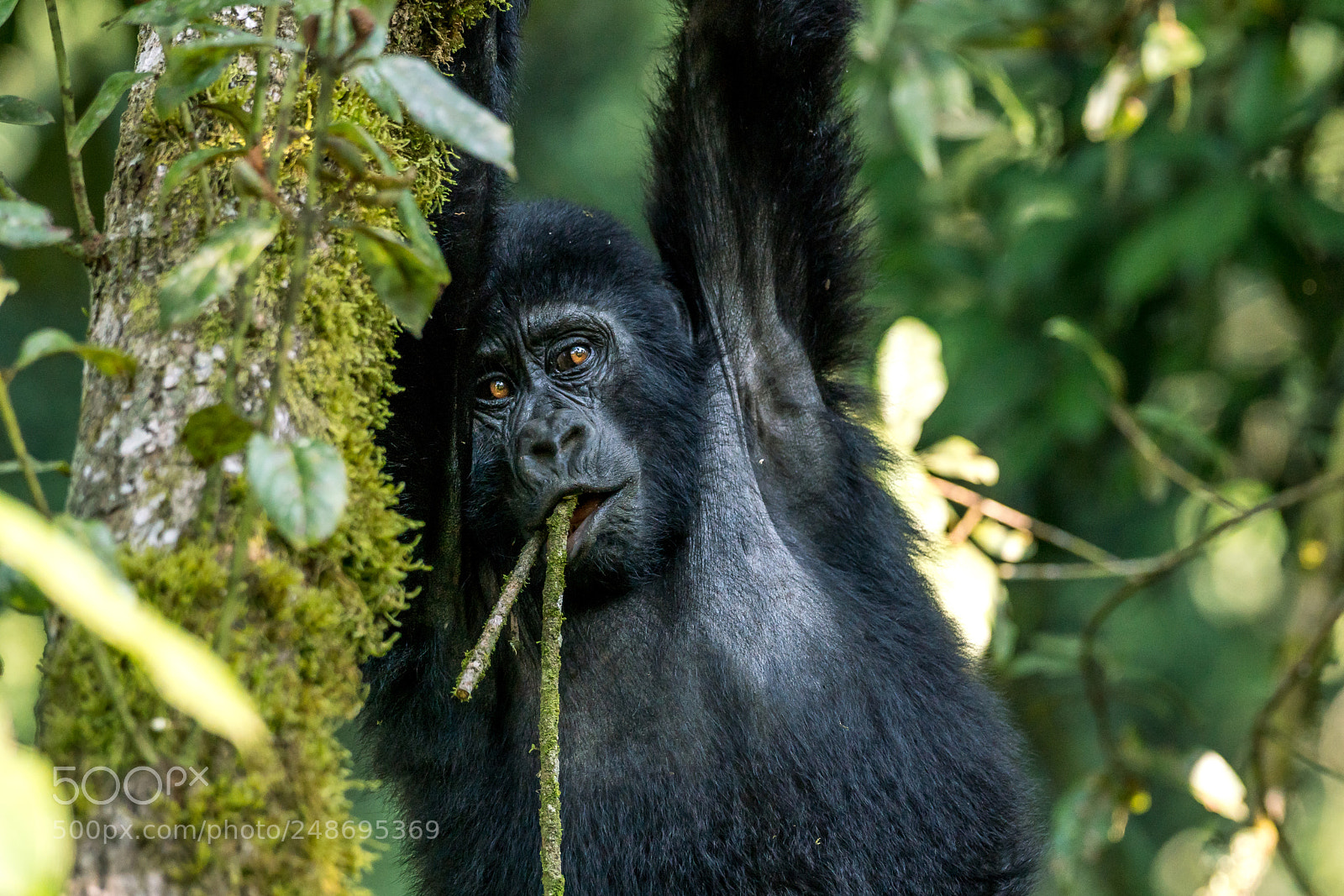 Sony a99 II sample photo. Gorillas photography
