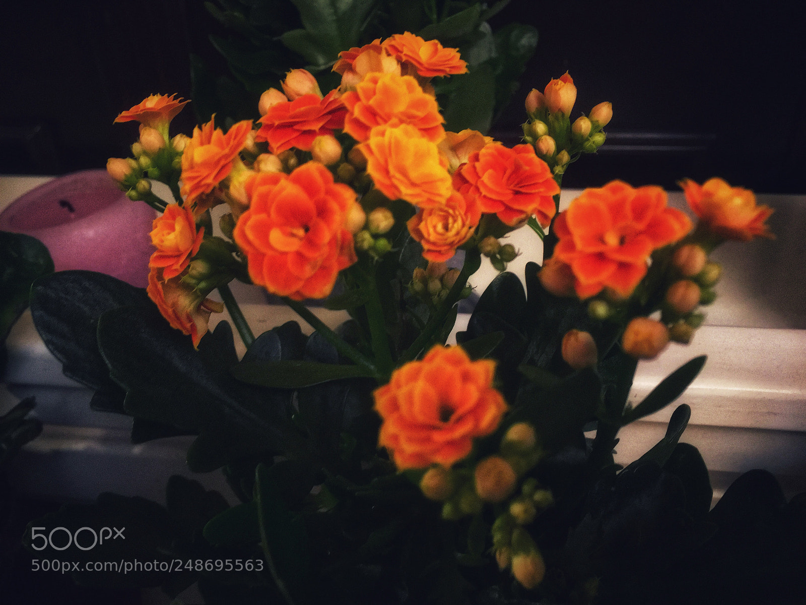 Apple iPhone SE sample photo. #flowers #психологонлайн #психология #психологпоск ... photography