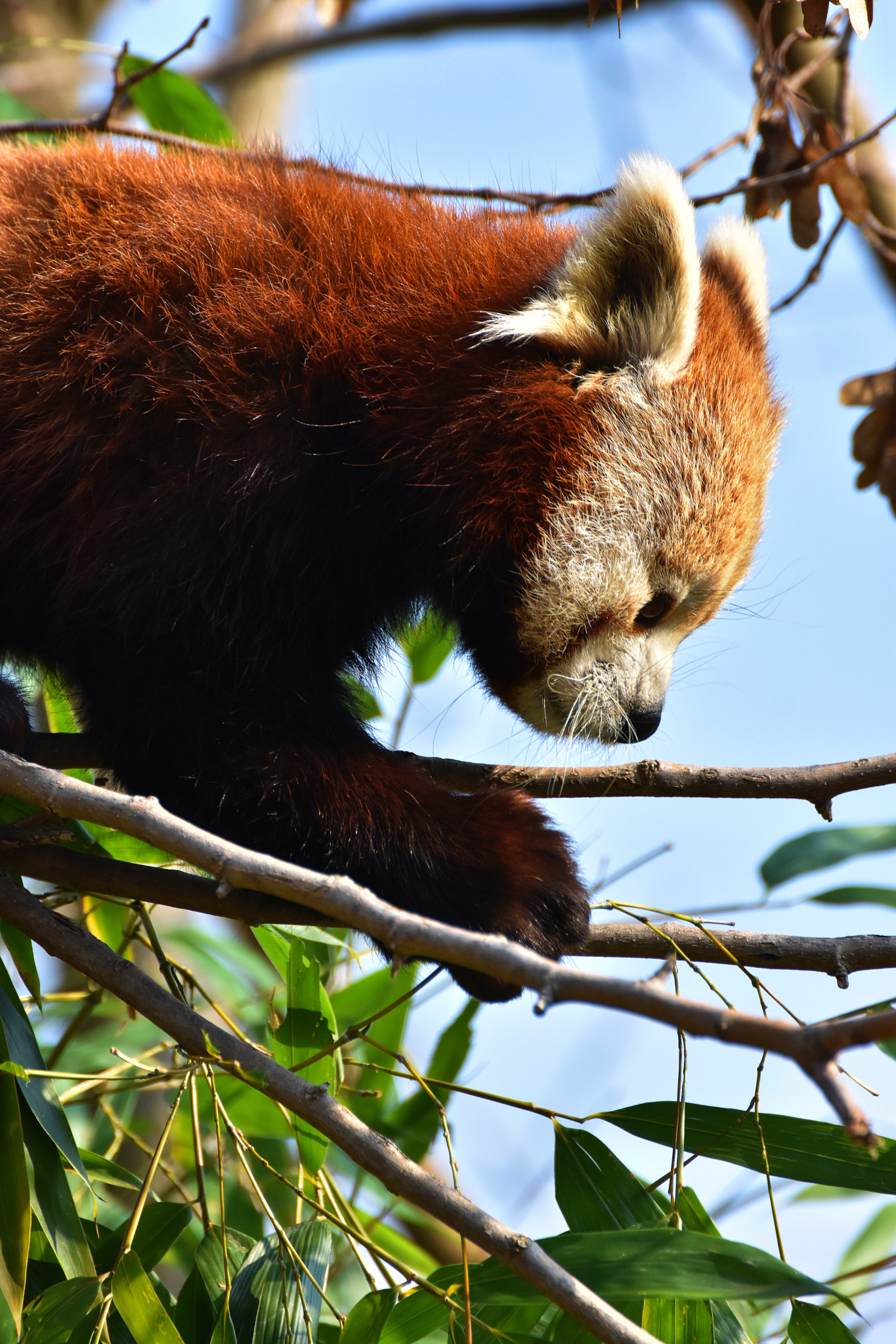 Nikon D3400 sample photo. Red panda photography