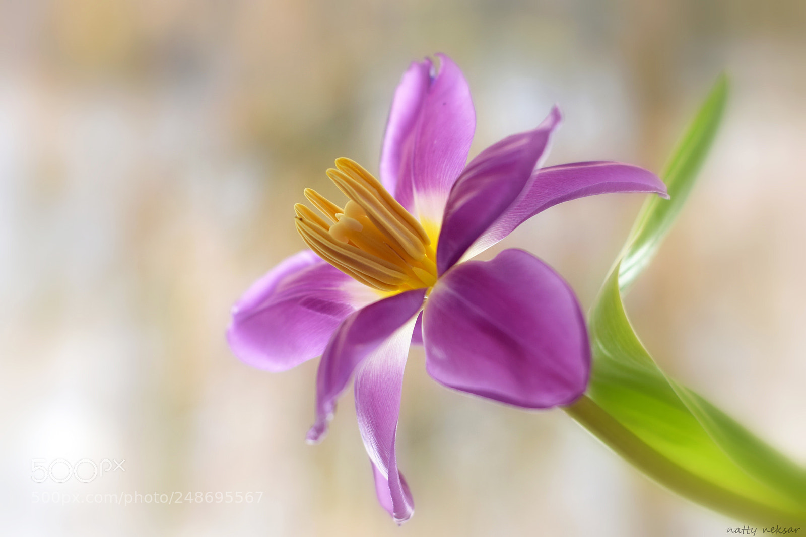 Nikon D5300 sample photo. Tulip...#43 photography