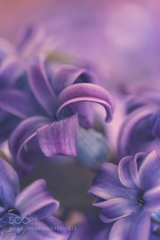 Canon EOS 7D sample photo. Hyacinthus photography
