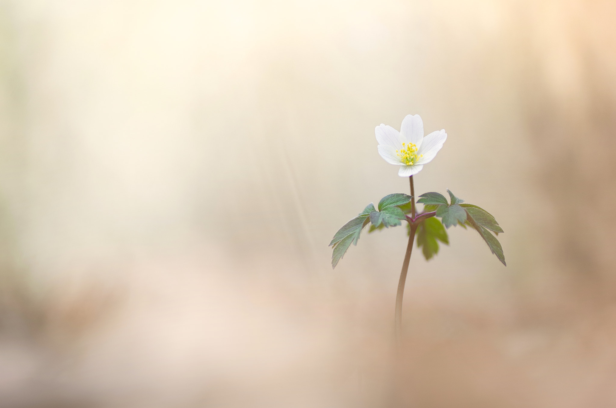 Pentax K-5 + Tamron SP AF 90mm F2.8 Di Macro sample photo. La danse du printemps photography
