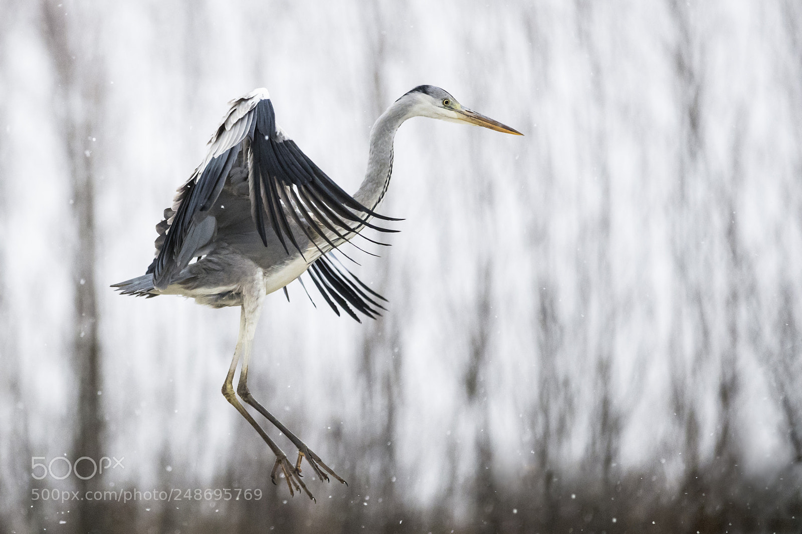 Canon EOS-1D X Mark II sample photo. Grey heron photography