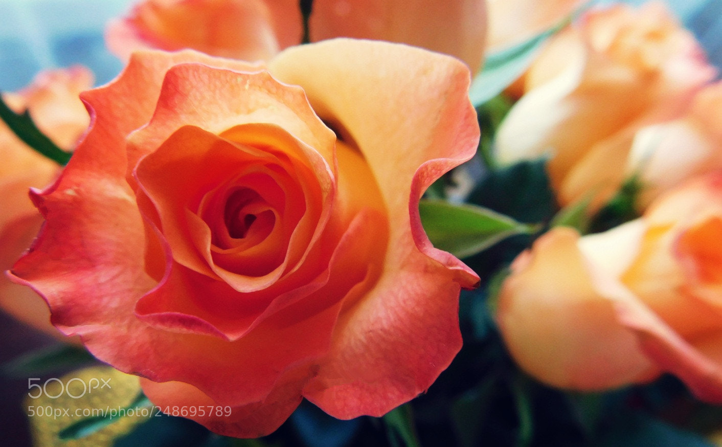 Nikon Coolpix B500 sample photo. Rose photography