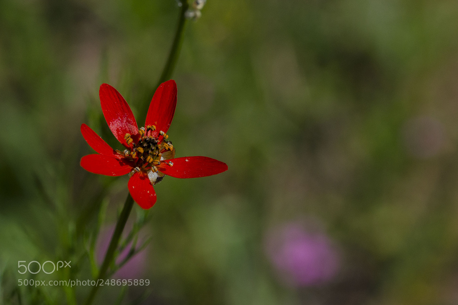 Nikon D5100 sample photo. Red photography