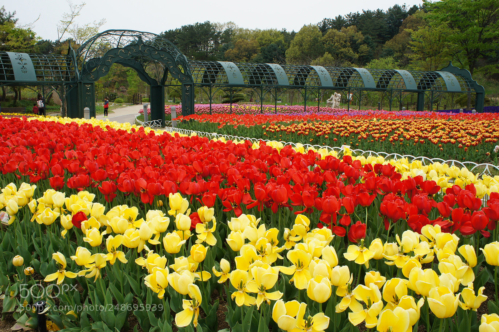 Sony Alpha NEX-5 sample photo. Tulips in daejeon festival photography