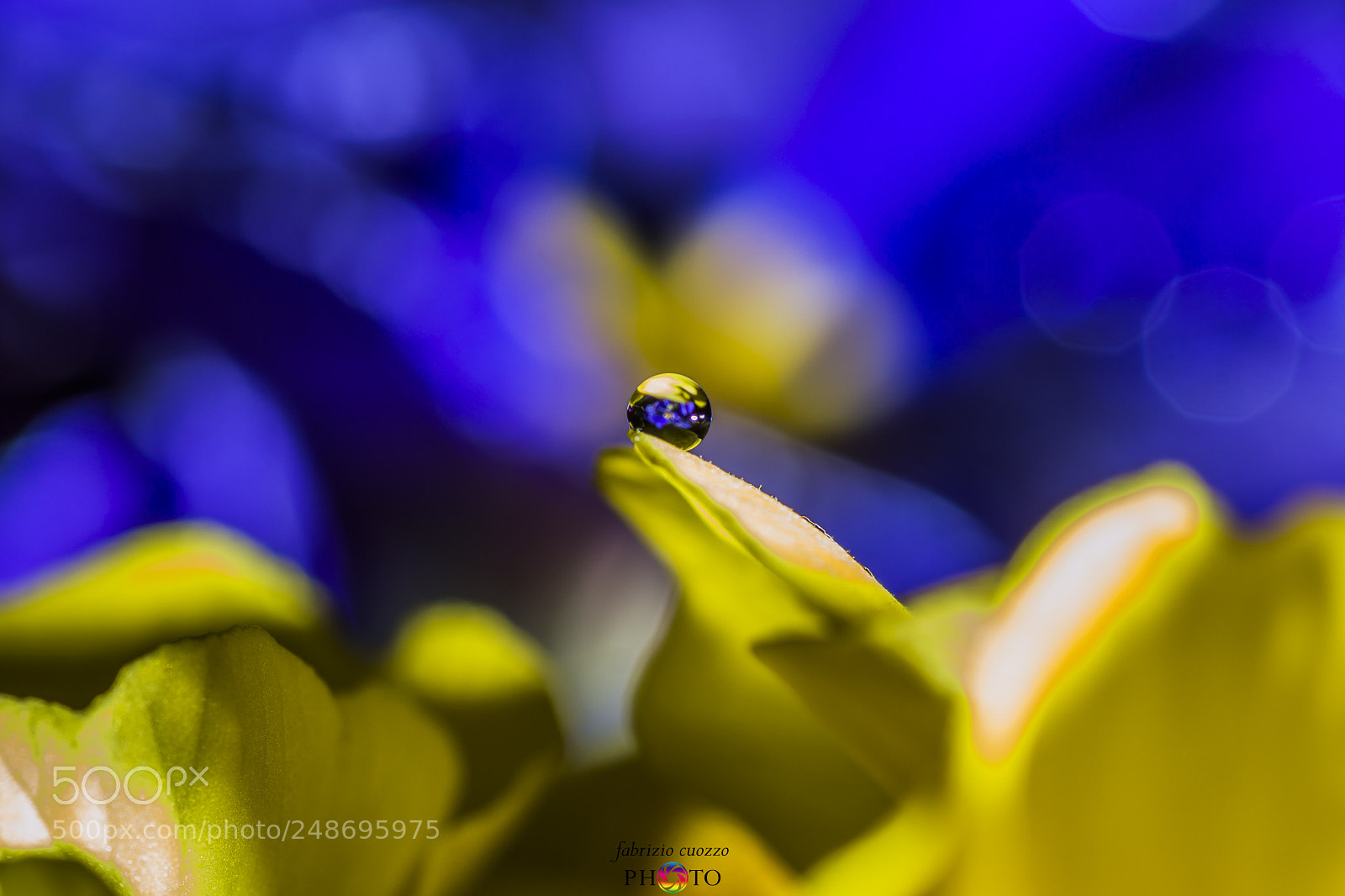 Nikon D3200 sample photo. Drops & flowers photography
