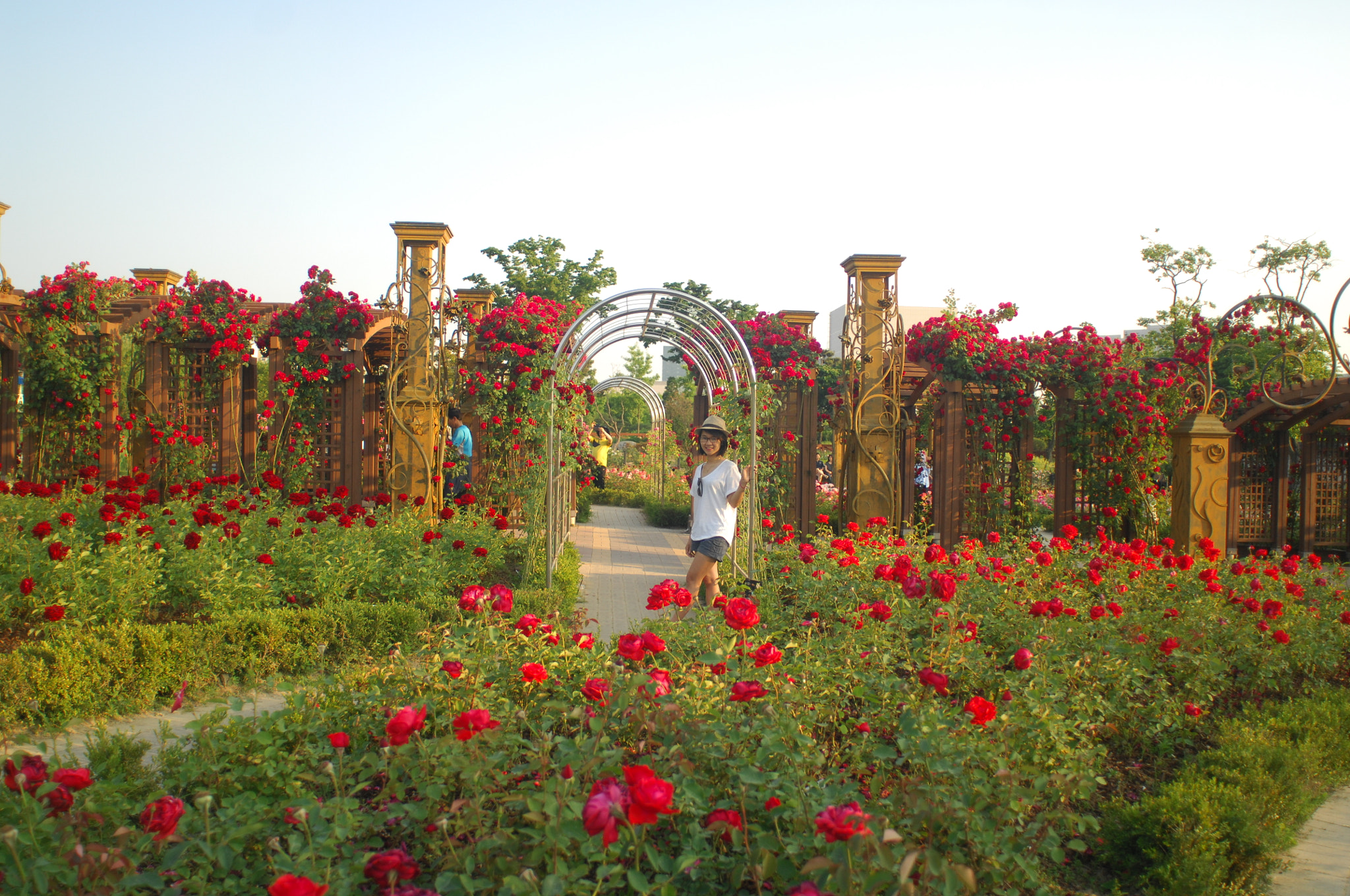 AF Nikkor 20mm f/2.8 sample photo. Rose garden photography