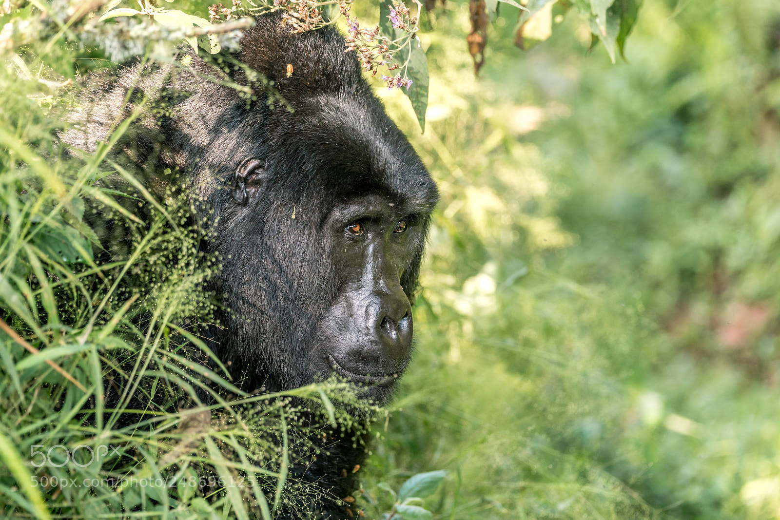 Sony a99 II sample photo. Gorillas photography