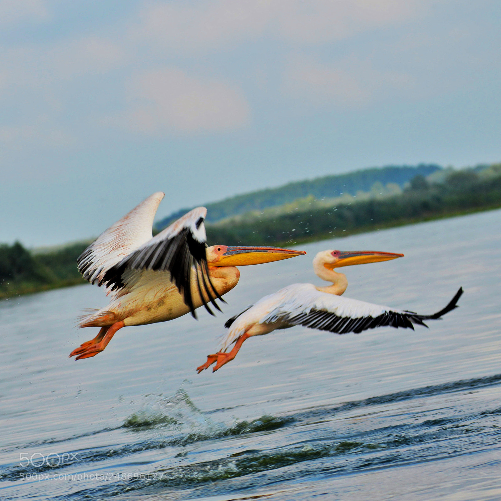 Nikon D3200 sample photo. Pelicans in flight photography