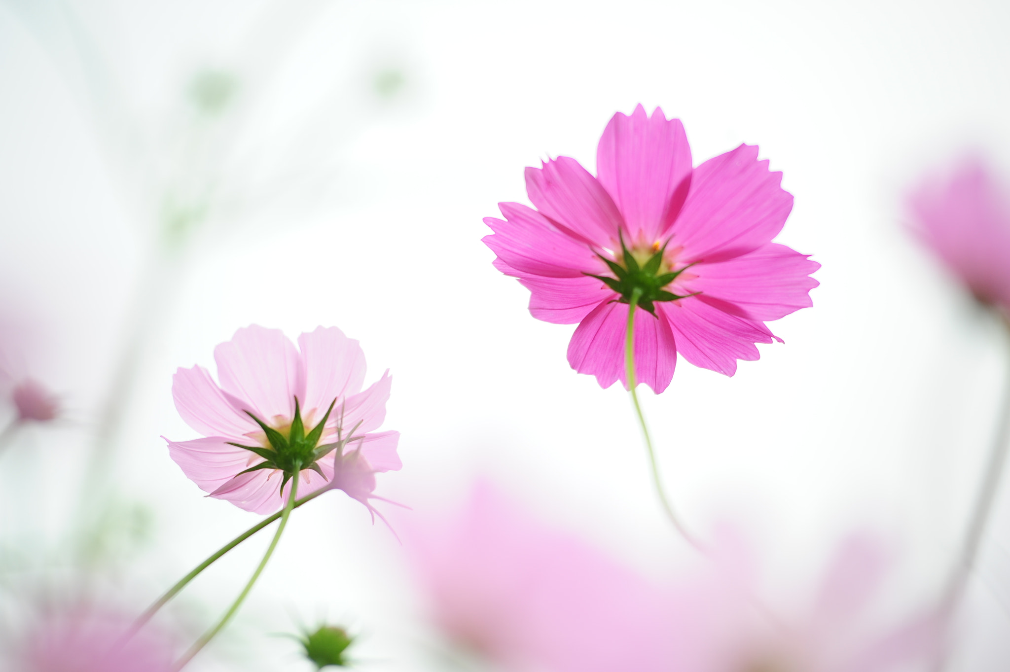 Nikon AF-Nikkor 80-200mm F2.8D ED sample photo. Cosmos blooming photography