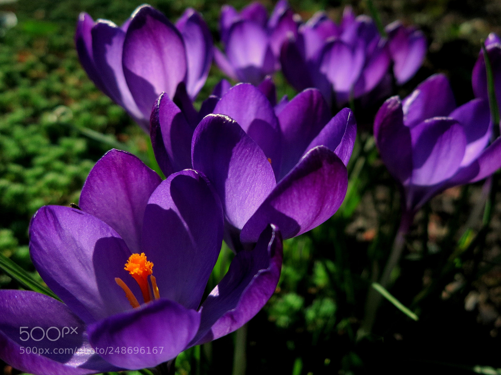 Canon PowerShot S100 sample photo. Wizards of spring photography