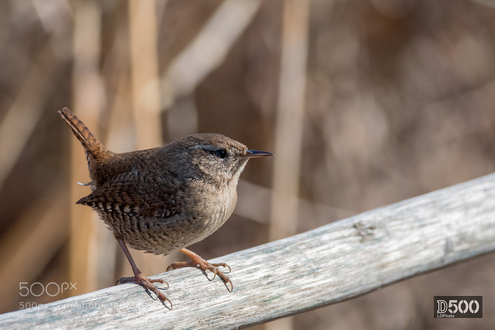 Nikon D500 sample photo. Eurasian wren (troglodytes troglodytes) photography