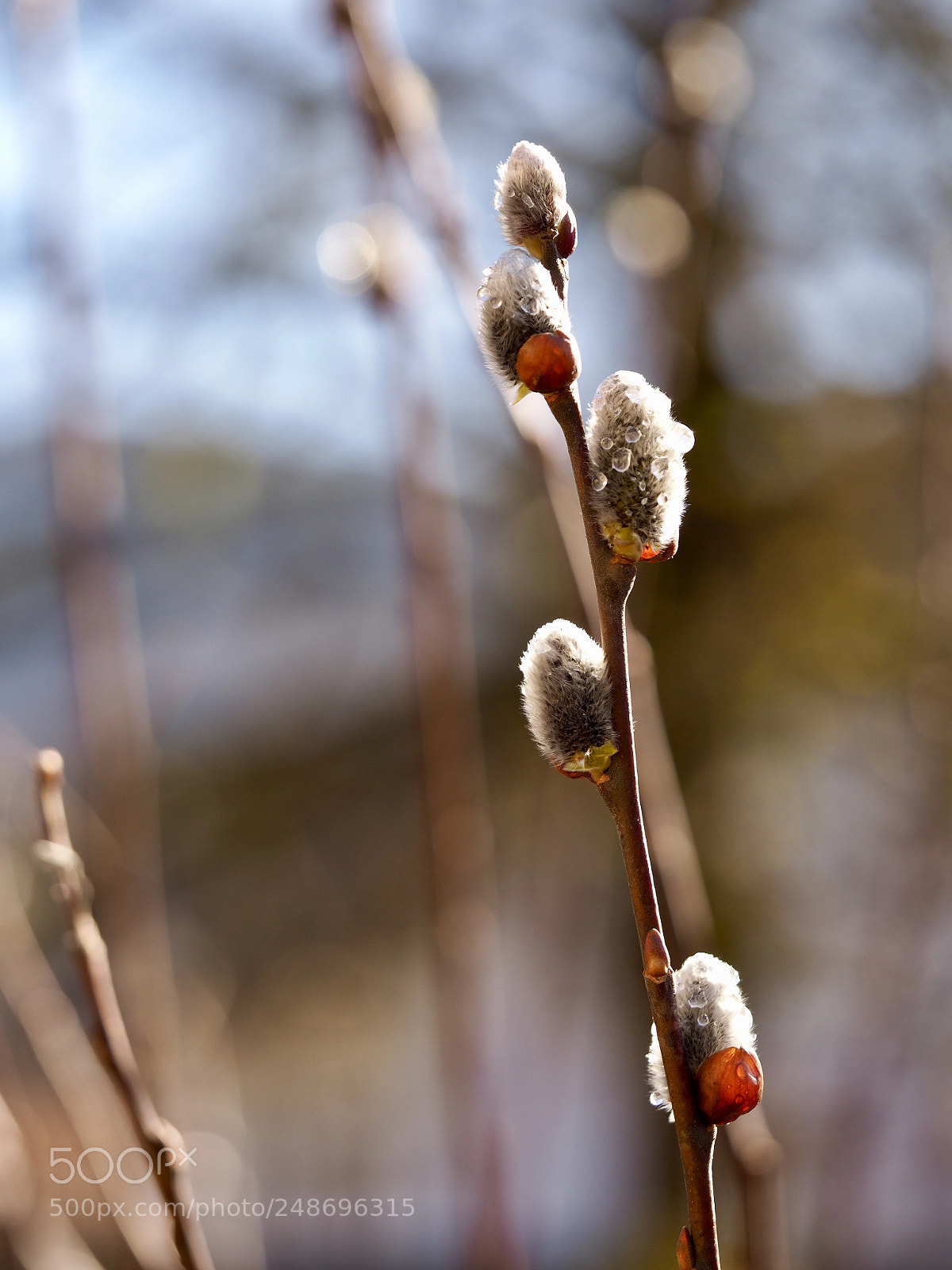 Olympus OM-D E-M10 II sample photo. Salix cinerea photography