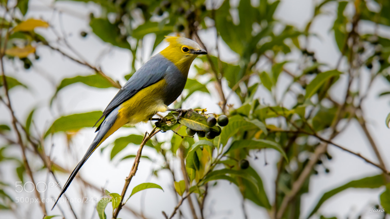 Canon EOS 80D sample photo. Lovely long tailed silky photography