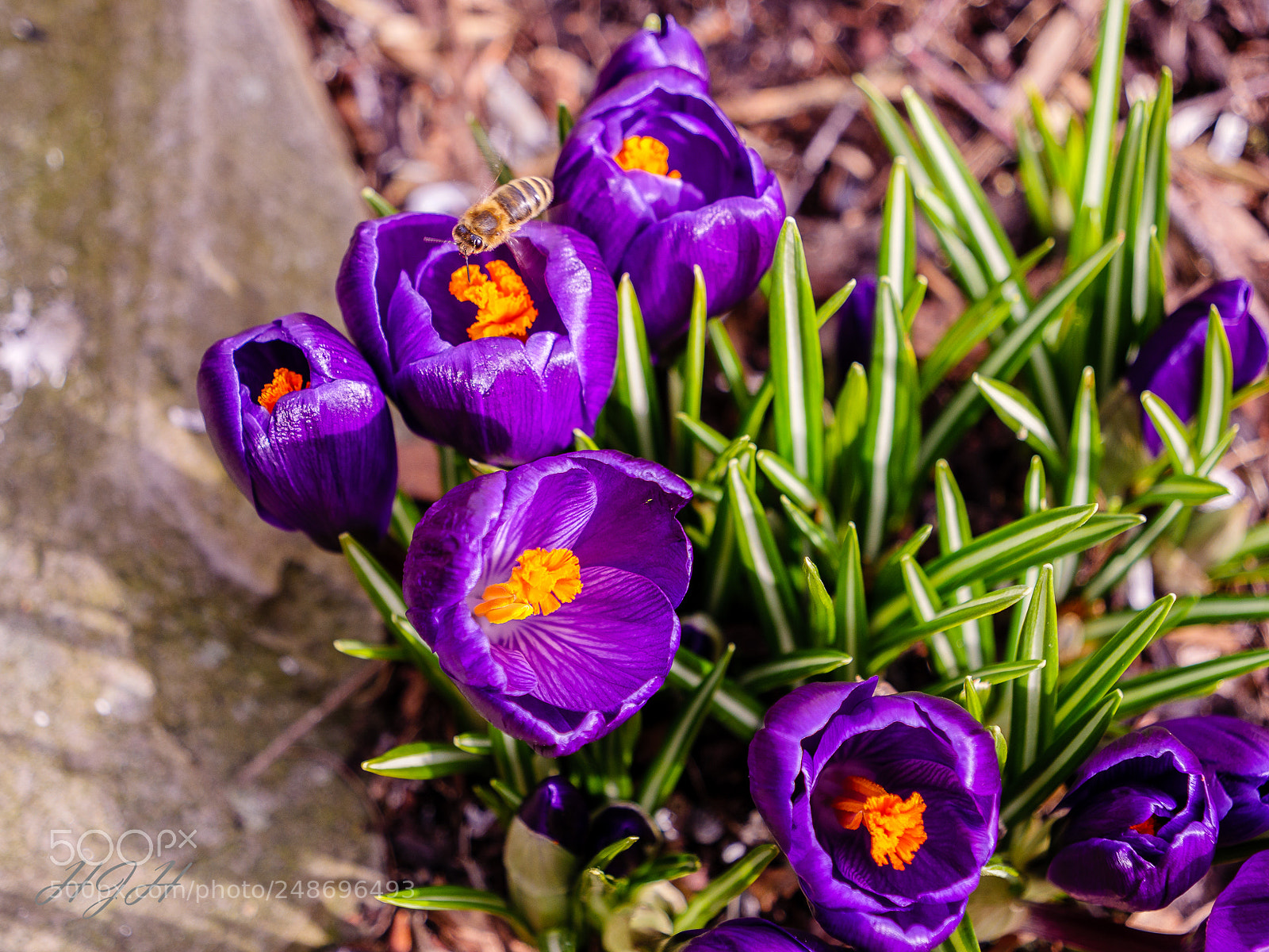 Panasonic Lumix DMC-GX8 sample photo. Spring is coming photography