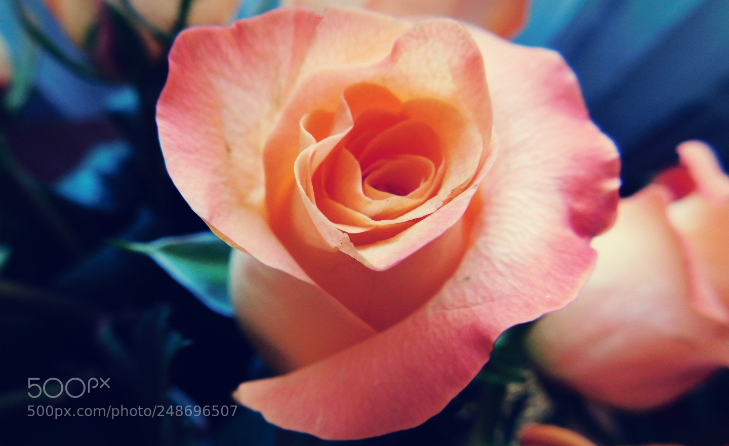 Nikon Coolpix B500 sample photo. Ginger rose photography