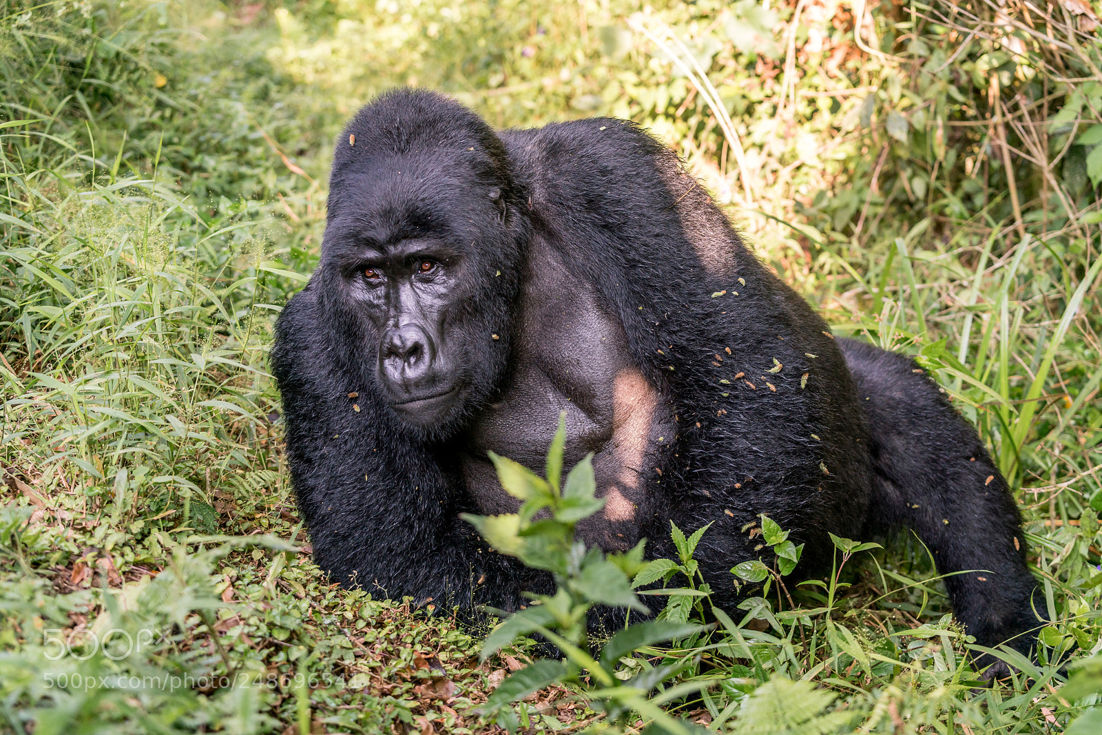 Sony a99 II sample photo. Gorillas photography