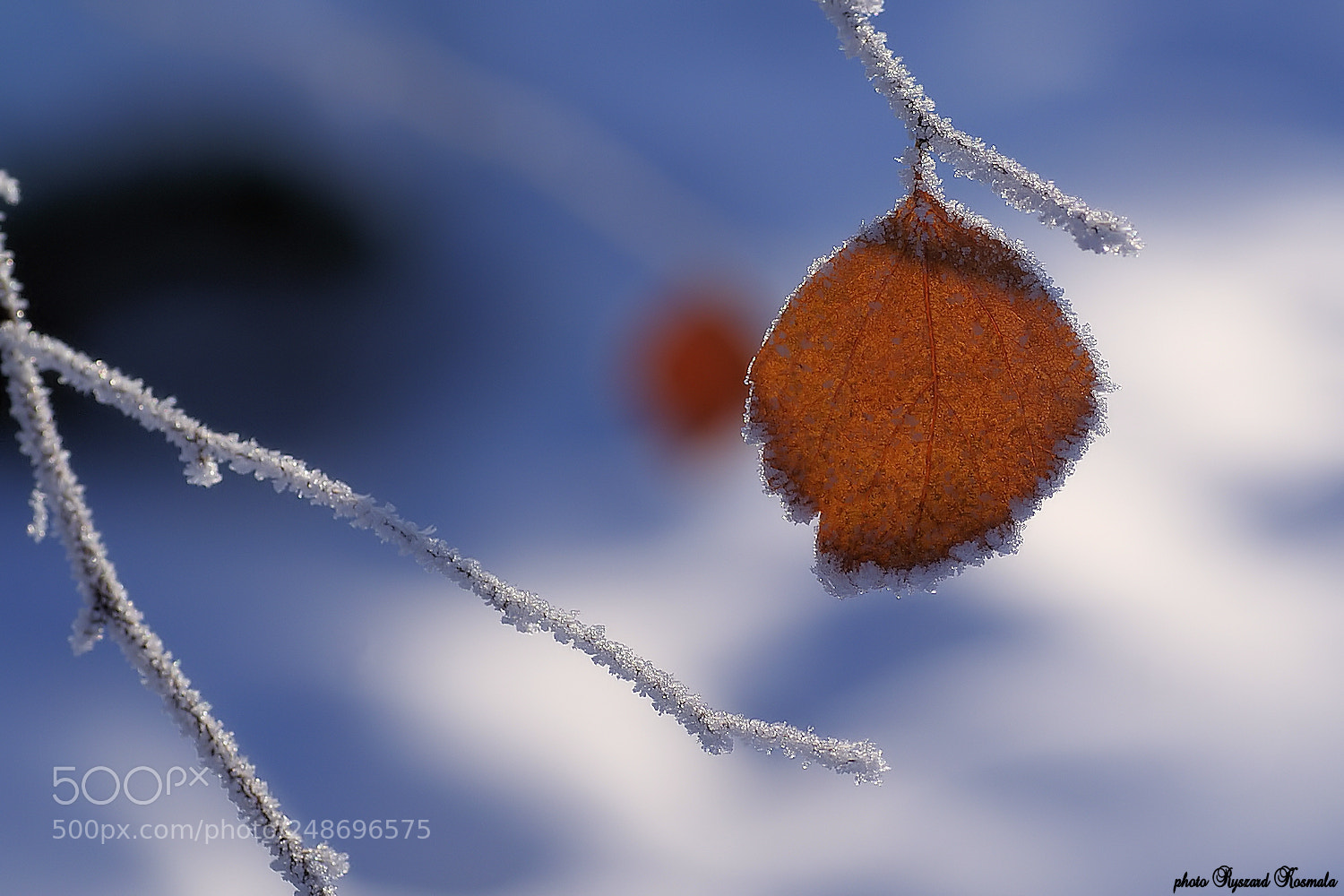 Sony Alpha DSLR-A300 sample photo. Winter leaf photography