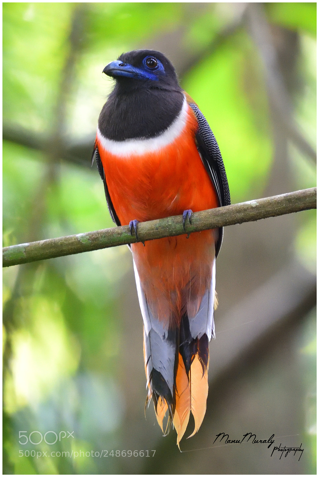 Nikon D810 sample photo. The malabar trogon male photography