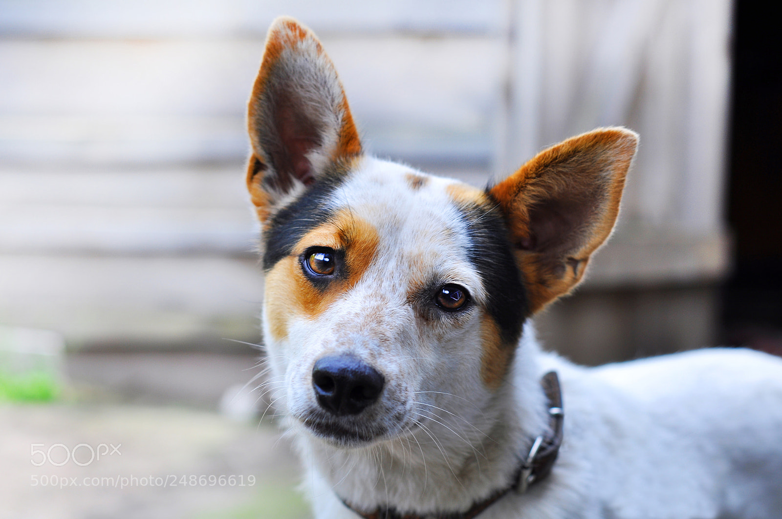 Nikon D90 sample photo. Chip photography