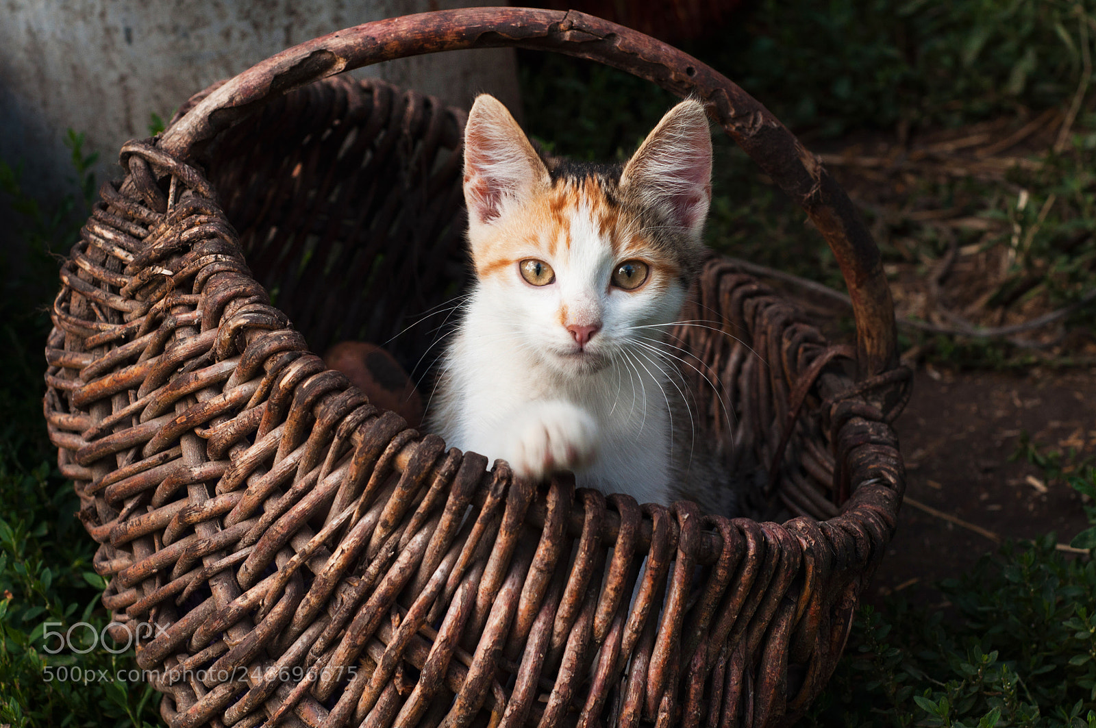 Nikon D90 sample photo. Little cat photography