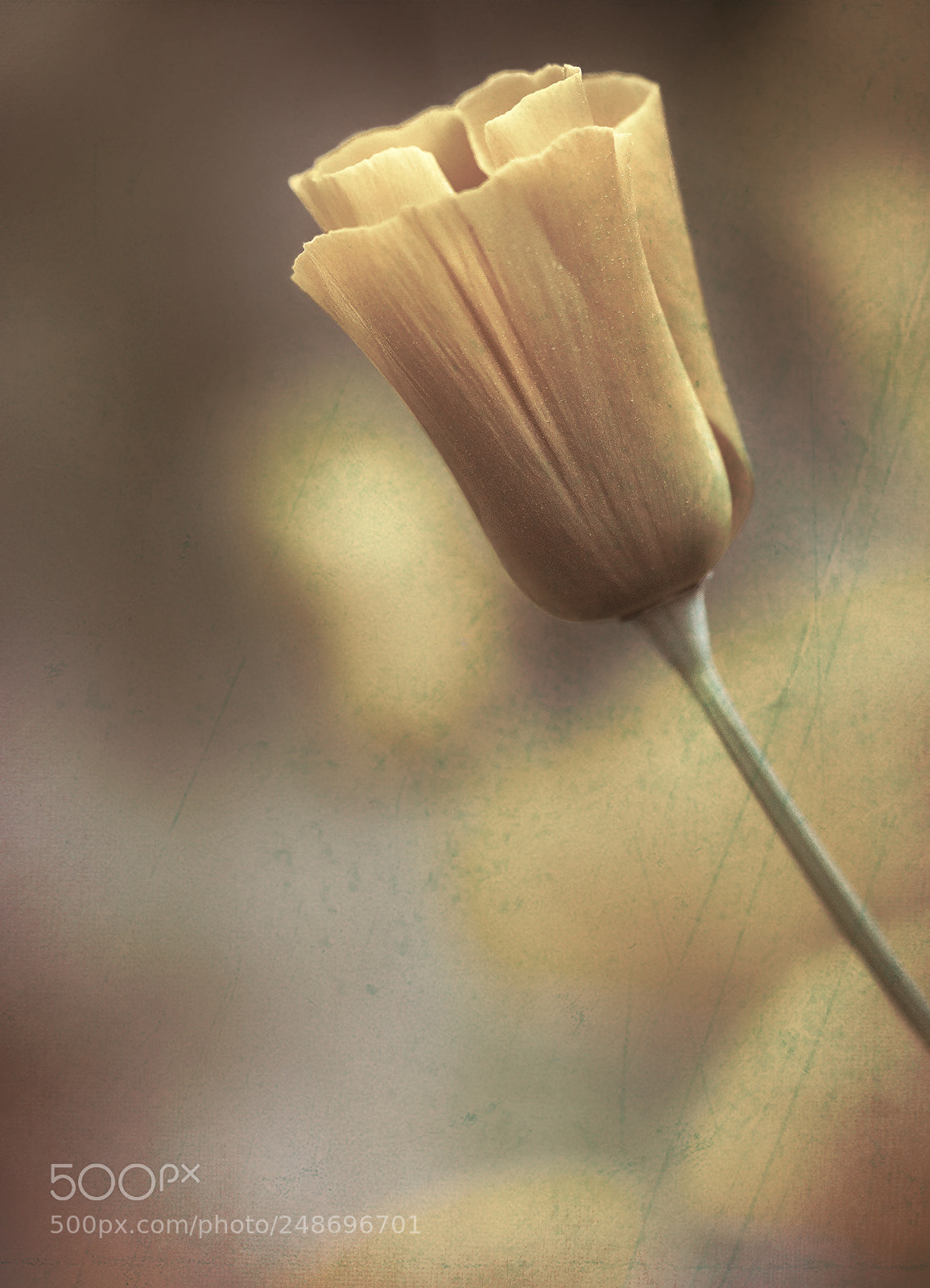 Nikon D5200 sample photo. History photography