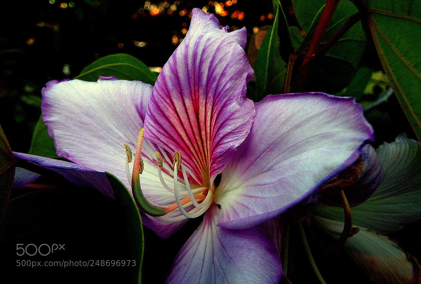 Fujifilm FinePix SL1000 sample photo. Bahunia flower ... photography