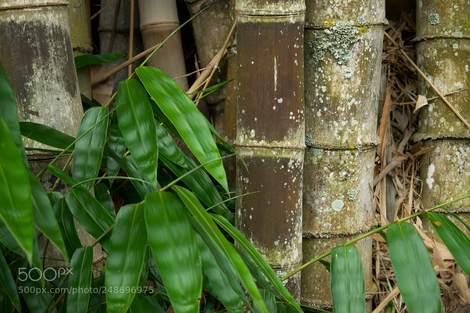 Nikon D5300 sample photo. Bambus photography