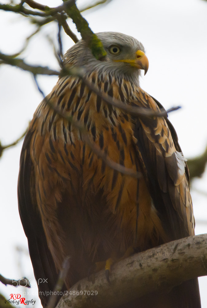 Nikon D7100 sample photo. I can see you photography