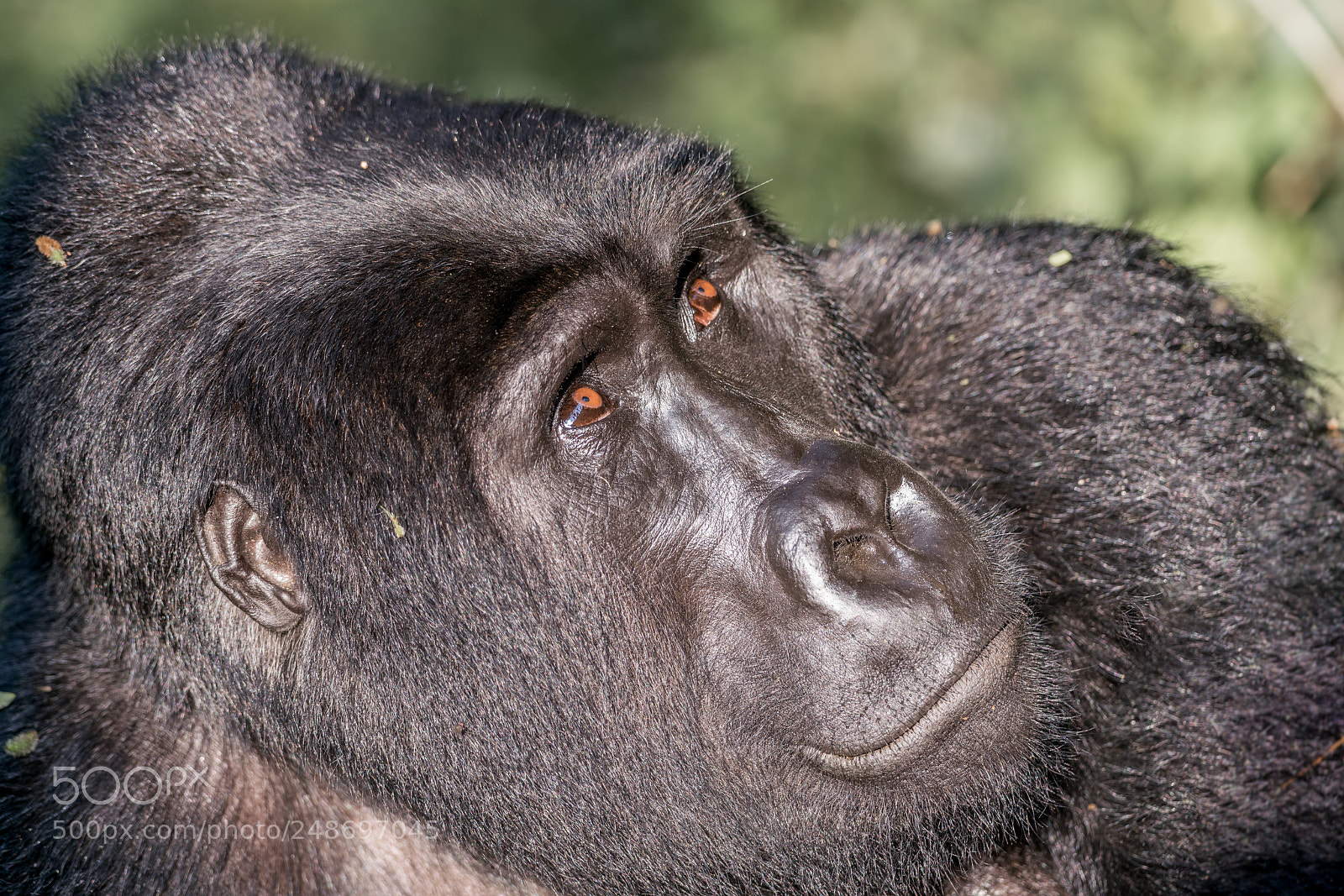 Sony a99 II sample photo. Gorillas photography
