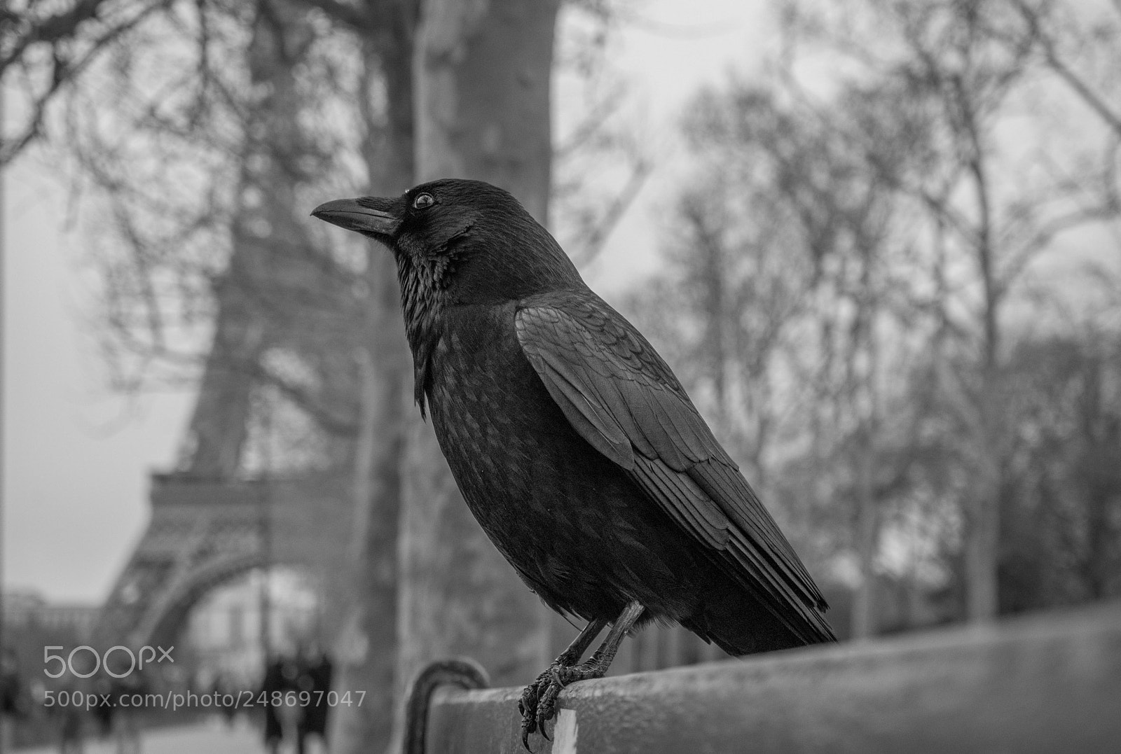 Nikon D5300 sample photo. Paris photography