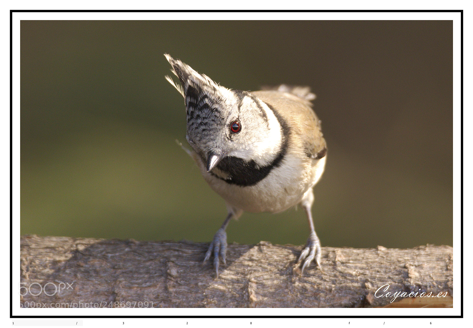 Canon EOS 7D Mark II sample photo. Herrerillo capuchino (lophophanes cristatus) photography