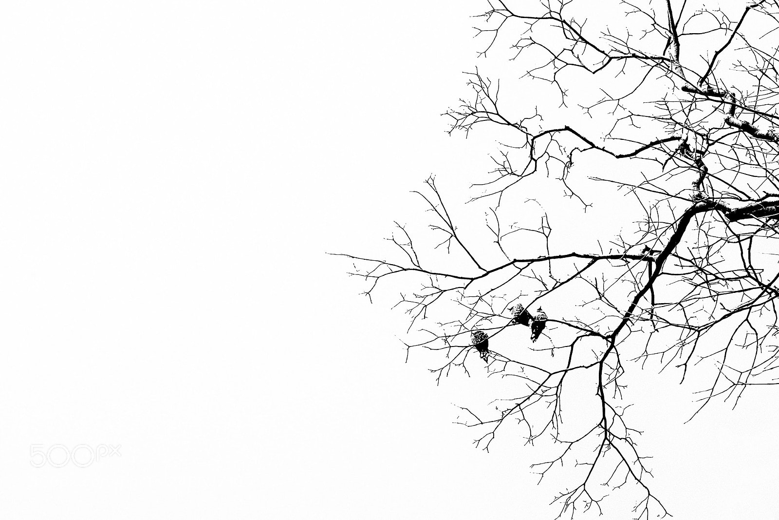 Fujifilm X-T1 sample photo. The birds photography