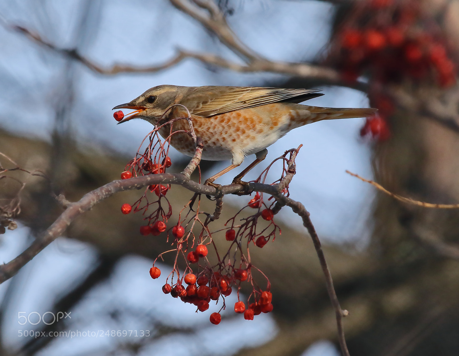 Canon EOS 7D Mark II sample photo. Turdus pilaris photography