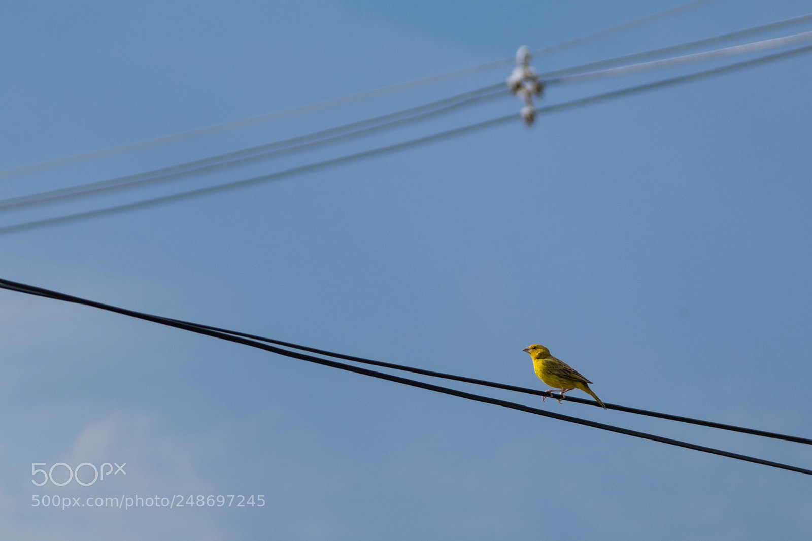 Nikon D5300 sample photo. Um novo vizinho photography
